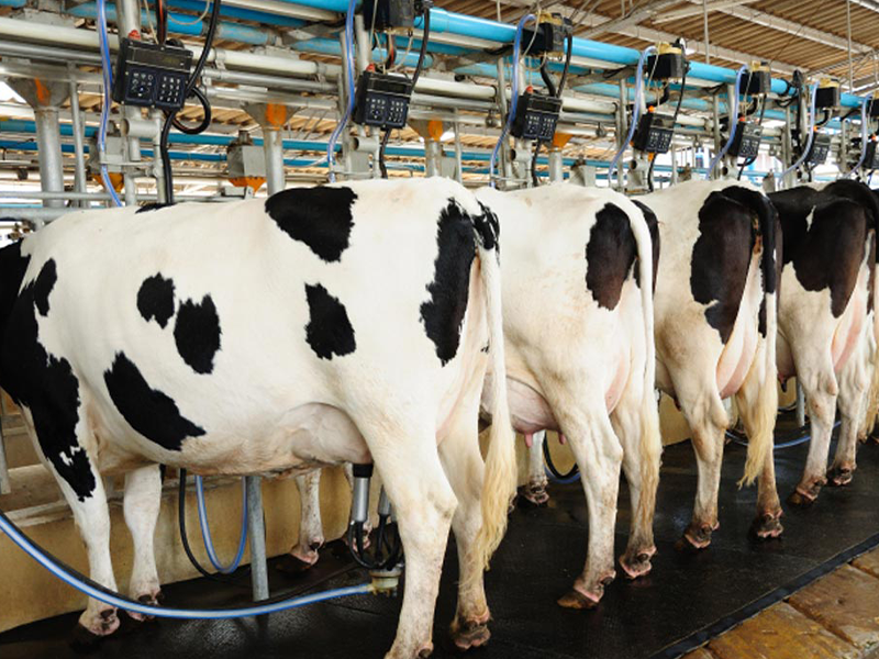 Baseline Farm Diary PRocessing