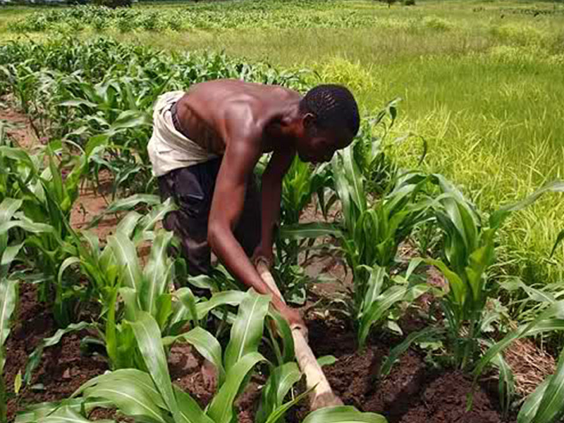 Baseline Farm Farm Management