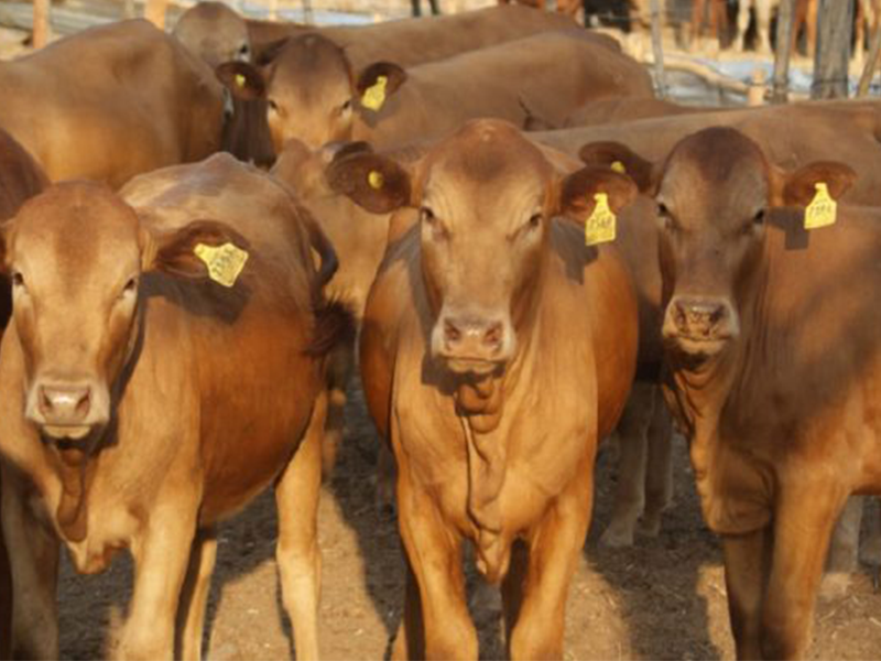 Baseline Farm Herd Development