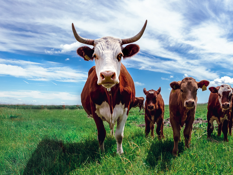 Baseline Farm Live Stock Farming